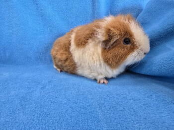 Rescue Guinea Pig Guinea Pigs for Adoption in Baton Rouge, Louisiana - Honey | PetCurious